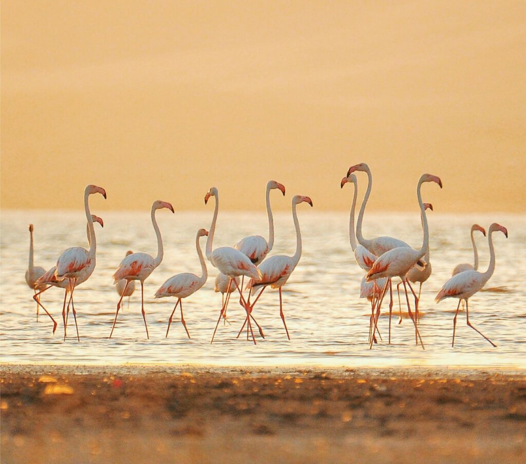 Ibiza and Formentera top facts